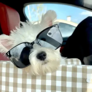 pawpawjoy-ugc-calming-dog