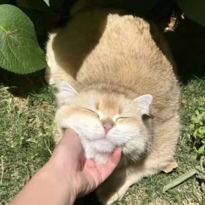 pawpawjoy-ugc-my-cat-relaxed