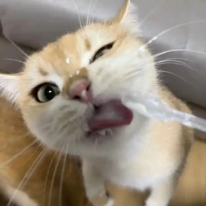 pawpawjoy-ugc-my-funny-cat