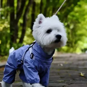 pawpawjoy-ugc-outdoor-dog-curious