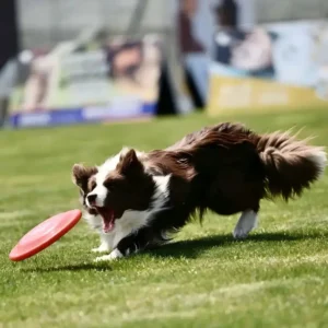 pawpawjoy-ugc-playing-dog