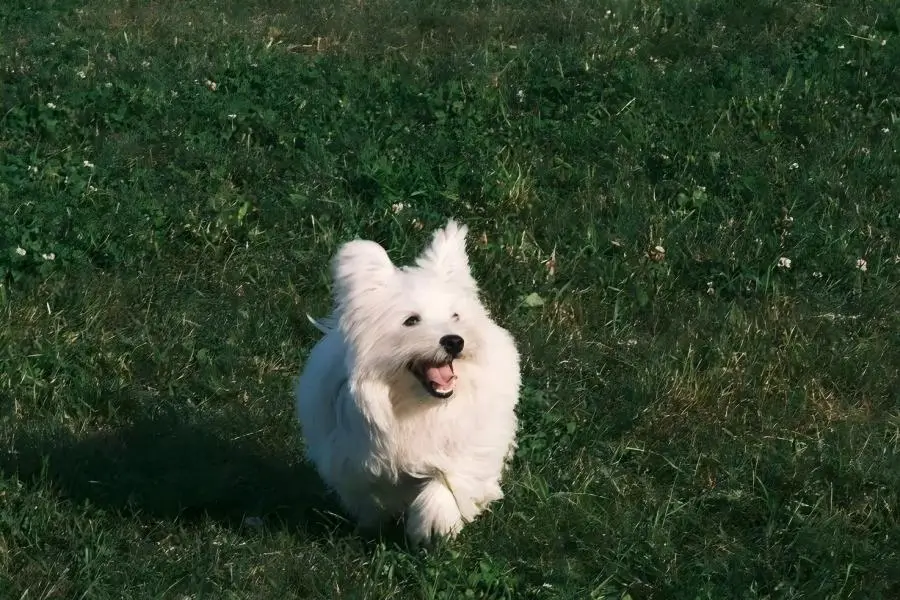 How to Build a Healthy Daily Routine for Your Dog