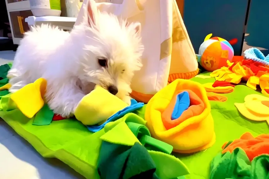 Indoor Enrichment Ideas for Pets: Easy Ways to Beat Boredom and Keep Pets Happy