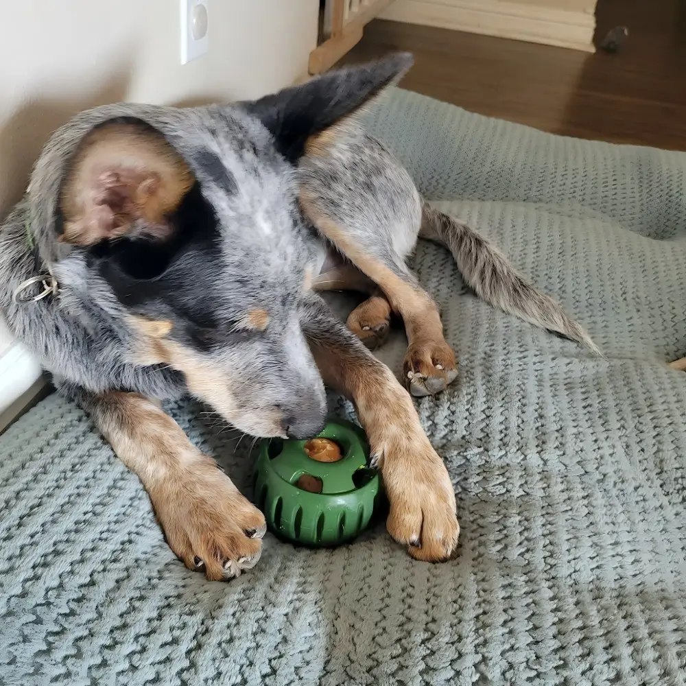 interactive dog toy